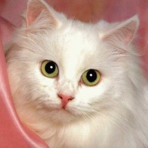 Meet your Posher, Marg